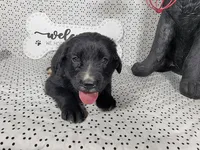 Woody, a male Golden Mountain Dog for sale in Colorado Springs, CO – 7 of 10