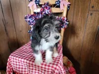 Mini Gene, a male Miniature Bernedoodle for sale in Colorado Springs, CO – 3 of 10