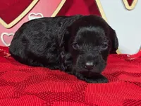 Licorice, a female Poodle - Toy  and Bernedoodle for sale in Colorado Springs, CO – Photo 5 of 5
