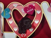 Licorice, a female Poodle - Toy  and Bernedoodle for sale in Colorado Springs, CO – Photo 4 of 5