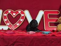 Licorice, a female Poodle - Toy  and Bernedoodle for sale in Colorado Springs, CO – Photo 3 of 5