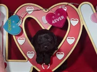 Licorice, a female Poodle - Toy  and Bernedoodle for sale in Colorado Springs, CO – Photo 2 of 5