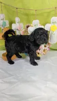 Licorice, a female Poodle - Toy  and Miniature Bernedoodle for sale in Colorado Springs, CO – Photo 4 of 5