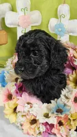 Licorice, a female Poodle - Toy  and Miniature Bernedoodle for sale in Colorado Springs, CO – Photo 3 of 5