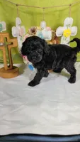 Licorice, a female Poodle - Toy  and Miniature Bernedoodle for sale in Colorado Springs, CO – Photo 5 of 5