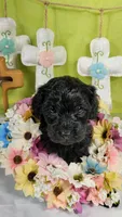 Licorice, a female Poodle - Toy  and Miniature Bernedoodle for sale in Colorado Springs, CO – Photo 1 of 5
