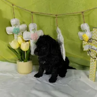 Smartie , a female Poodle - Toy  and Miniature Bernedoodle for sale in Colorado Springs, CO – Photo 5 of 5