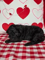 processed/f274308e-dd26-4cc5-b154-9ca6d72c2aff/listing/3d3a2837-4dd1-4b34-9c68-f9bdbc061578/5f8ff772-c44c-4734-b9d2-424f006e53b4