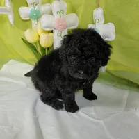Smartie , a female Poodle - Toy  and Miniature Bernedoodle for sale in Colorado Springs, CO – Photo 4 of 5