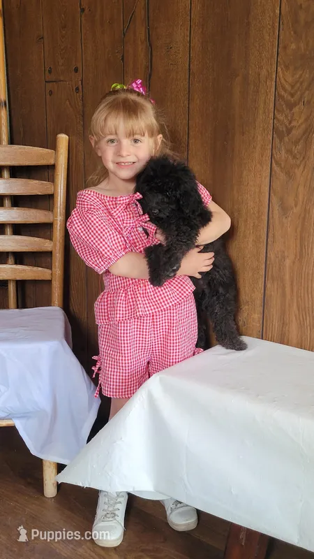 Smartie  – Poodle - Toy , Miniature Bernedoodle puppy for sale in Colorado Springs, CO
