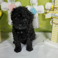 Smartie , a female Poodle - Toy  and Miniature Bernedoodle for sale in Colorado Springs, CO – Photo 2 of 5