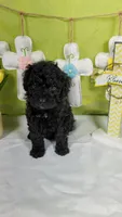Smartie , a female Poodle - Toy  and Miniature Bernedoodle for sale in Colorado Springs, CO – Photo 2 of 5