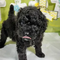 Smartie , a female Poodle - Toy  and Miniature Bernedoodle for sale in Colorado Springs, CO – Photo 3 of 5