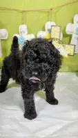 Smartie , a female Poodle - Toy  and Miniature Bernedoodle for sale in Colorado Springs, CO – Photo 3 of 5