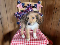 Mini Julia, a female Miniature Bernedoodle for sale in Colorado Springs, CO – 2 of 10