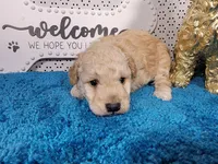 Robin, a male Poodle - Toy  and Miniature Goldendoodle for sale in Colorado Springs, CO – 10 of 10