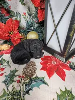 Marley , a male Poodle - Toy  for sale in Colorado Springs, CO – 9 of 10