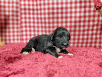 Trixie, a female Golden Mountain Dog for sale in Colorado Springs, CO – 7 of 10