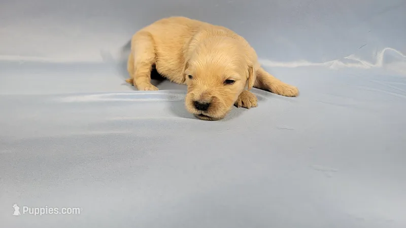 Furiosa – Golden Retriever puppy for sale in Colorado Springs, CO