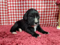 Bo Peep, a female Golden Mountain Dog for sale in Colorado Springs, CO – 2 of 10