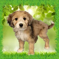 Mini Gayle, a female Miniature Bernedoodle for sale in Colorado Springs, CO – 10 of 10