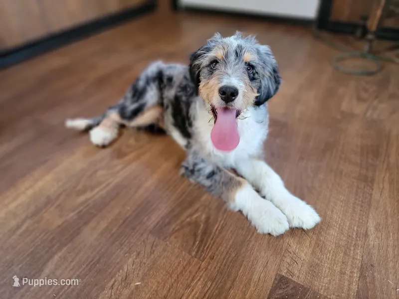Mini Bob – Miniature Bernedoodle puppy for sale in Colorado Springs, CO