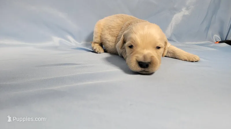 John Wick – Golden Retriever puppy for sale in Colorado Springs, CO