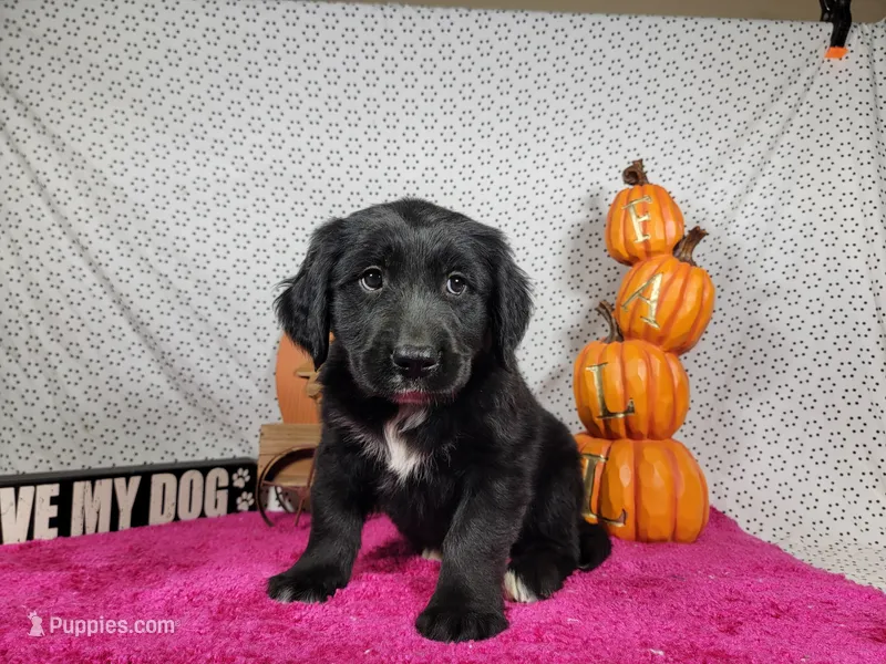 Gabby Gabby – Golden Mountain Dog puppy for sale in Colorado Springs, CO