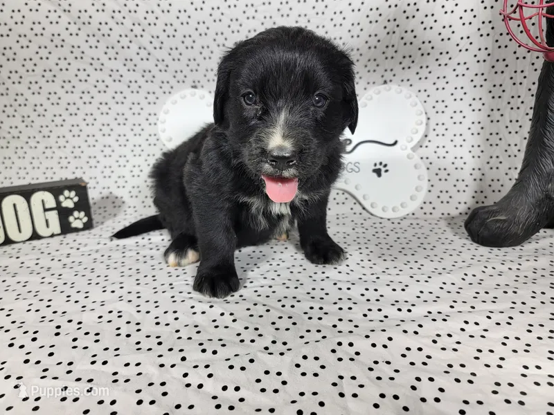 Woody – Golden Mountain Dog puppy for sale in Colorado Springs, CO