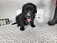 Woody, a male Golden Mountain Dog for sale in Colorado Springs, CO – 1 of 10