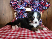 Helen, a female Bernese Mountain Dog for sale in Colorado Springs, CO – 3 of 10