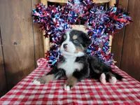 Achilles , a male Bernese Mountain Dog for sale in Colorado Springs, CO – 6 of 10