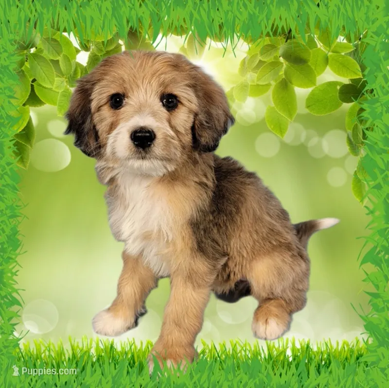 Mini Gayle – Miniature Bernedoodle puppy for sale in Colorado Springs, CO