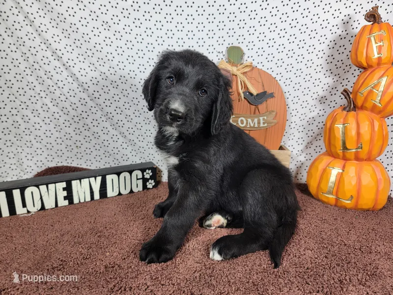 Woody – Golden Mountain Dog puppy for sale in Colorado Springs, CO