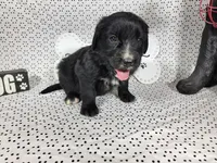 Woody, a male Golden Mountain Dog for sale in Colorado Springs, CO – 6 of 10