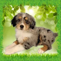Mini Bob, a male Miniature Bernedoodle for sale in Colorado Springs, CO – 6 of 6