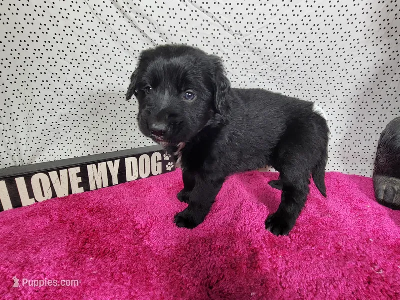 Jessie – Golden Mountain Dog puppy for sale in Colorado Springs, CO