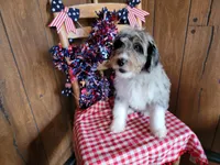 Mini Louise, a female Miniature Bernedoodle for sale in Colorado Springs, CO – 5 of 10