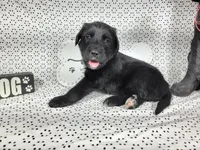 Hamm, a male Golden Mountain Dog for sale in Colorado Springs, CO – 7 of 10