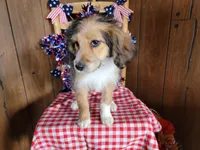 Mini Julia, a female Miniature Bernedoodle for sale in Colorado Springs, CO – 8 of 10