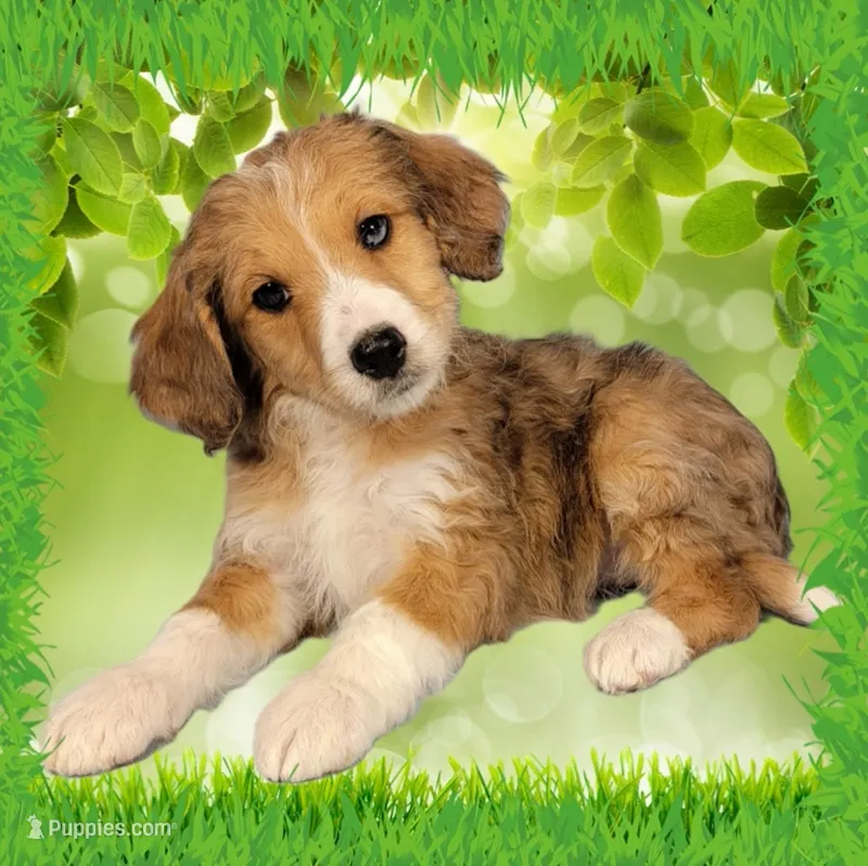 Mini Linda – Miniature Bernedoodle puppy for sale in Colorado Springs, CO