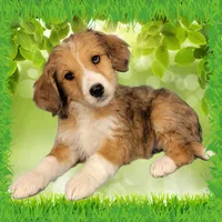 Mini Linda, a female Miniature Bernedoodle for sale in Colorado Springs, CO – 1 of 10