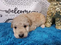 Robin, a male Poodle - Toy  and Miniature Goldendoodle for sale in Colorado Springs, CO – 6 of 10