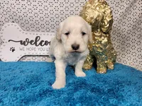Batman, a male Poodle - Toy  and Miniature Goldendoodle for sale in Colorado Springs, CO – 8 of 10