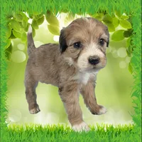 Mini Gayle, a female Miniature Bernedoodle for sale in Colorado Springs, CO – 7 of 10