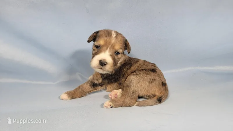 Mini Gayle – Miniature Bernedoodle puppy for sale in Colorado Springs, CO