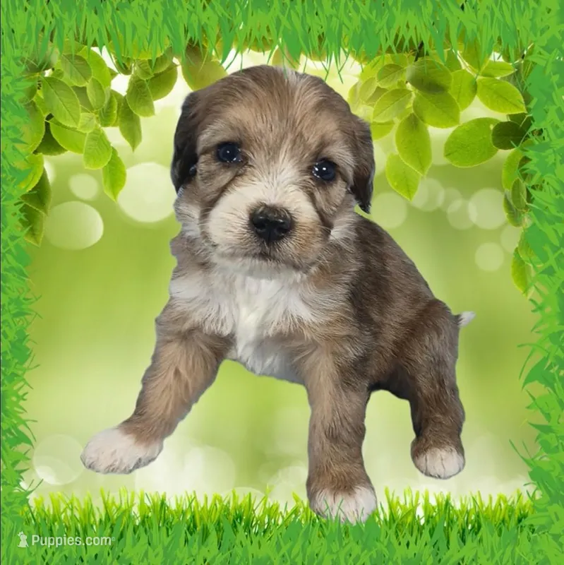 Mini Gayle – Miniature Bernedoodle puppy for sale in Colorado Springs, CO