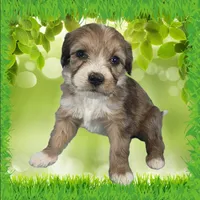 Mini Gayle, a female Miniature Bernedoodle for sale in Colorado Springs, CO – 2 of 10