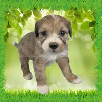 Mini Gayle, a female Miniature Bernedoodle for sale in Colorado Springs, CO – 8 of 10
