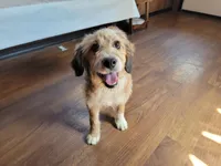 Mini Julia, a female Miniature Bernedoodle for sale in Colorado Springs, CO – 8 of 10